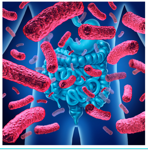probioticos